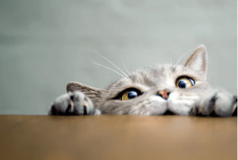Cat Image