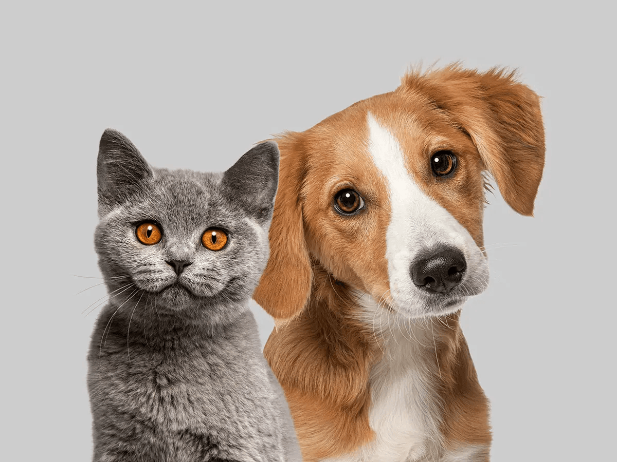 Dog and Cat Image